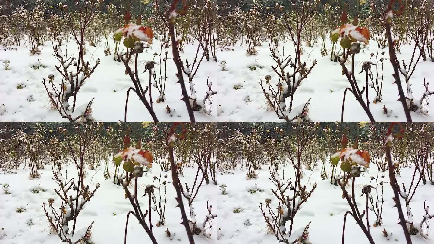 冬日雪景萧瑟大屏素材视频剪辑下雪