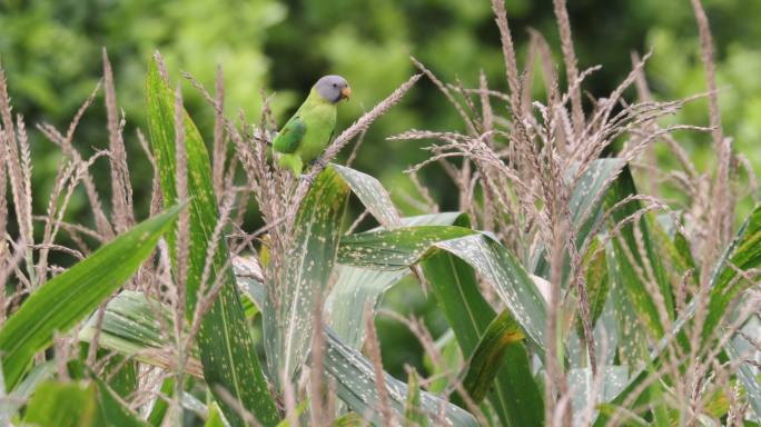 花头鹦鹉在玉米地里觅食