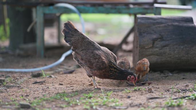早上农场鸡笼里的散养鸡