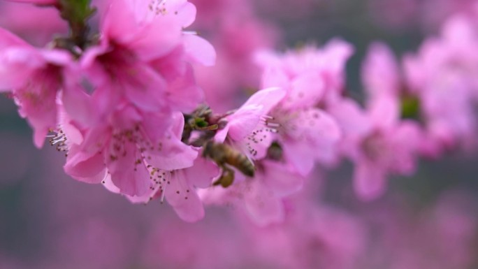 春天桃花开了