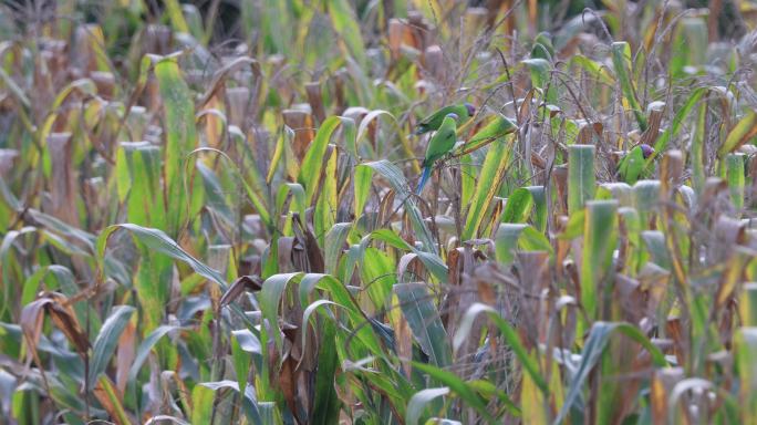 几只野生花头鹦鹉在玉米地觅食