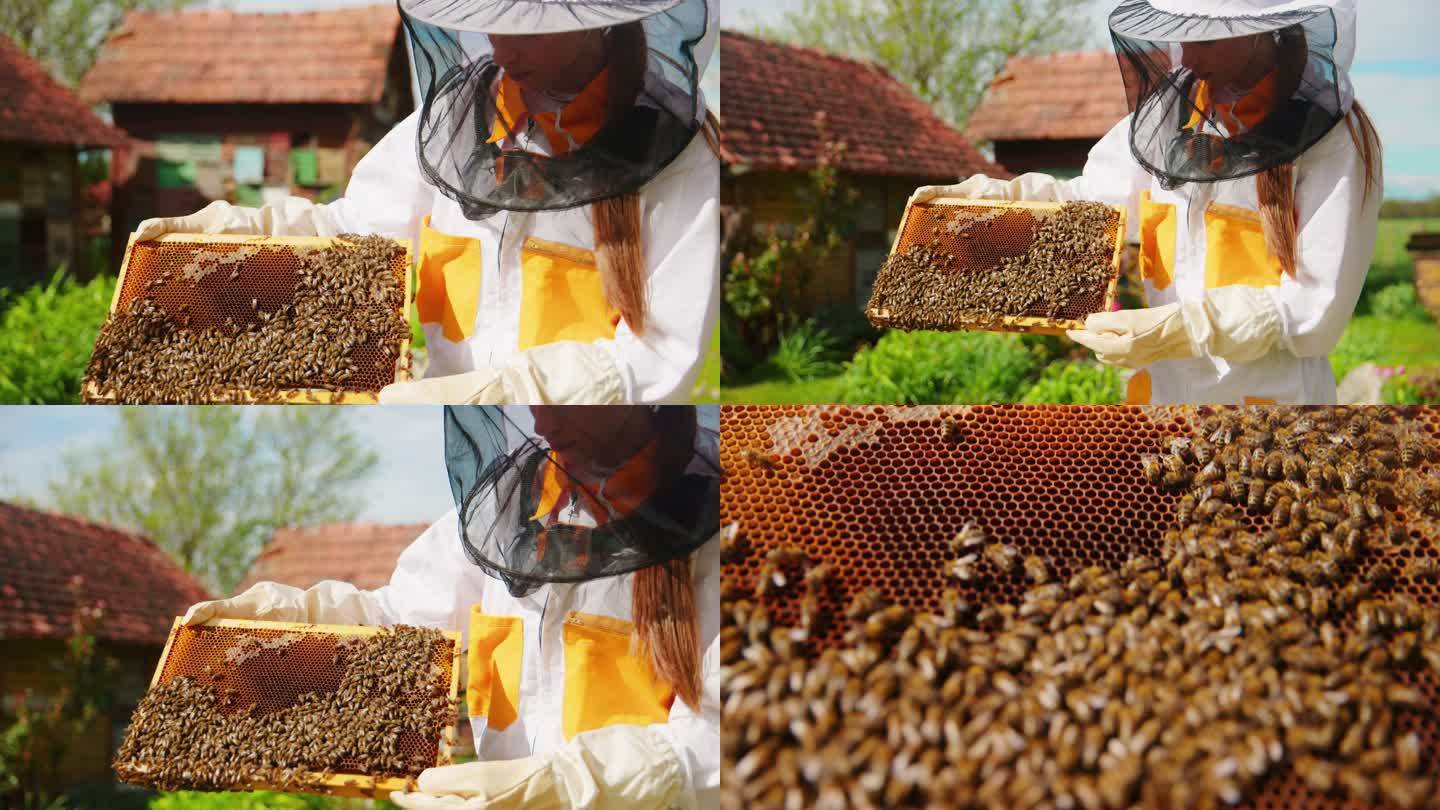 养蜂人检查蜂巢架上的蜜蜂