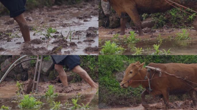 湘西农村的传统犁田方式