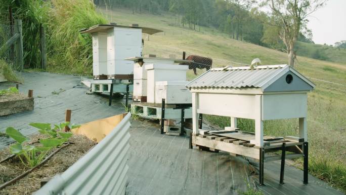 蜜蜂在蜂巢周围飞行4k库存视频
