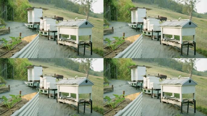 蜜蜂在蜂巢周围飞行4k库存视频