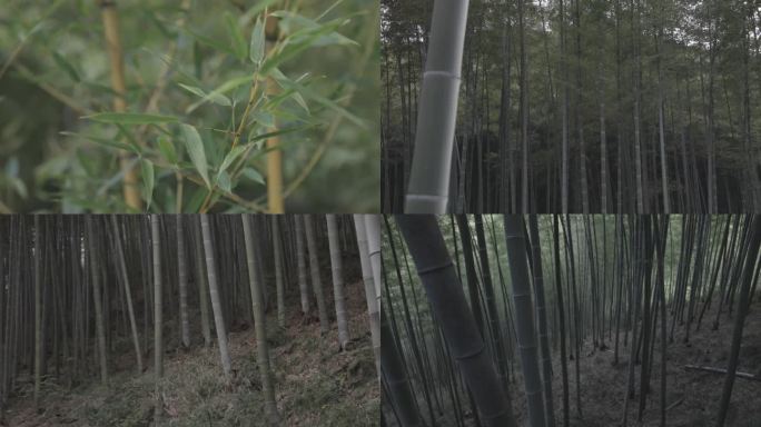 竹子和竹林