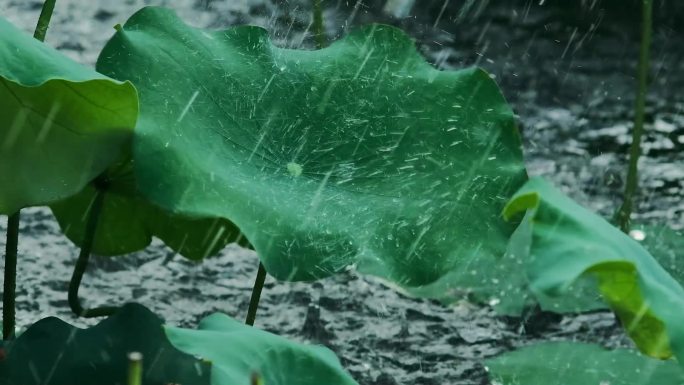 荷叶荷花雨景