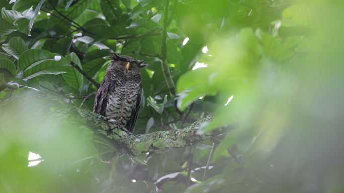 夜行鸟：成年雌性斑腹鹰猫头鹰（Bubo nipalensis），也称森林鹰猫头鸟。
