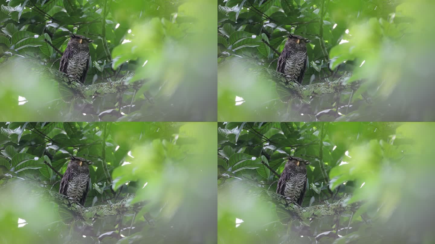 夜行鸟：成年雌性斑腹鹰猫头鹰（Bubo nipalensis），也称森林鹰猫头鸟。