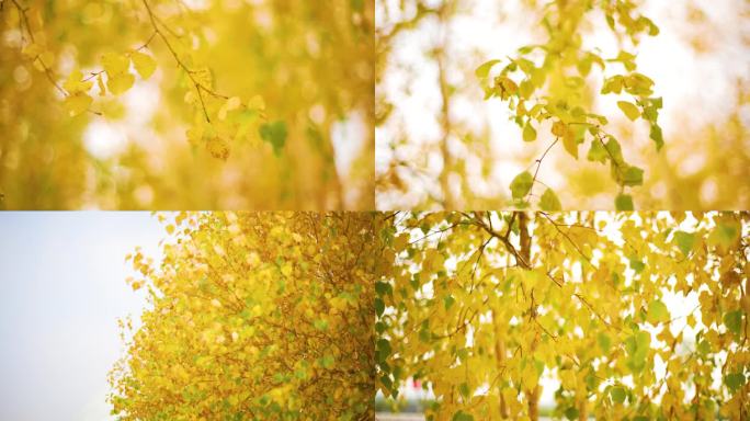 唯美秋天金黄树叶树林一组镜头