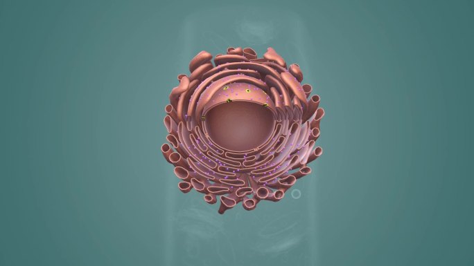 动物细胞 植物细胞微观动画细胞膜三维动画