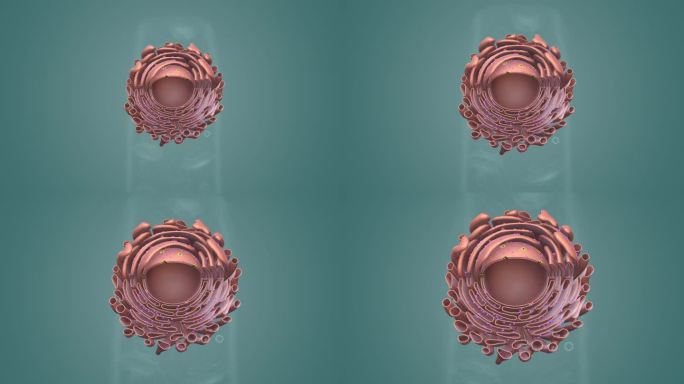 动物细胞 植物细胞微观动画细胞膜三维动画