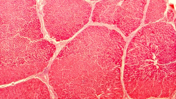 动物细胞线粒体内质肝细胞细胞质高尔基体