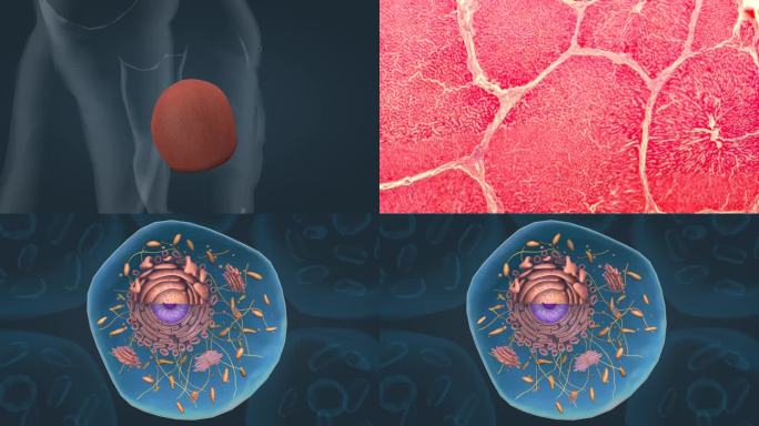 动物细胞线粒体内质肝细胞细胞质高尔基体