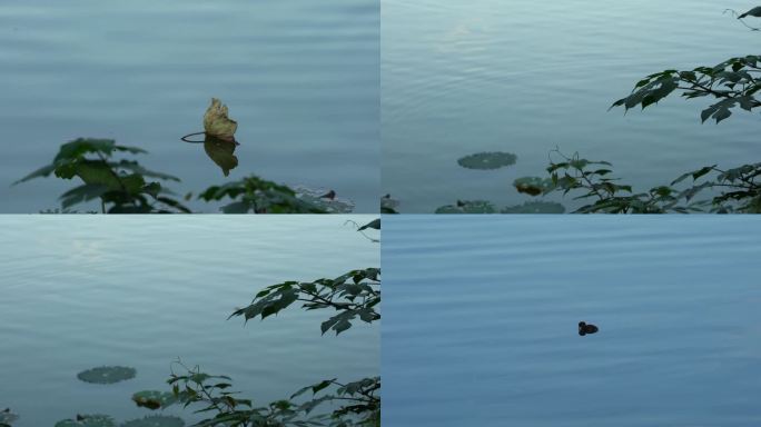 【合集】重庆湖水古风禅意自然美背景素材