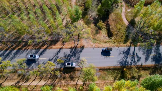 车辆行驶在林荫公路