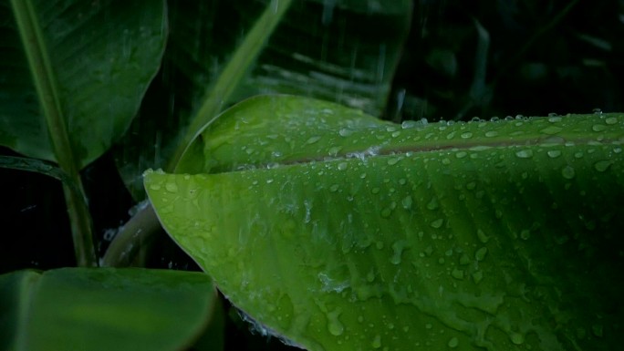 雨滴和香蕉叶慢动作视频