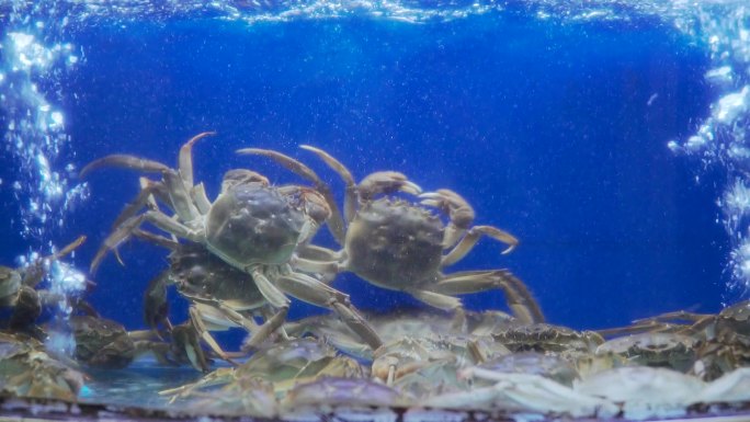 鱼缸里横行霸道的螃蟹