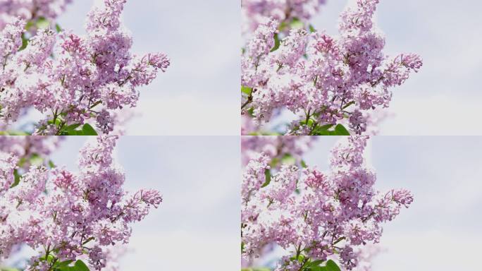 夏天的紫丁香花和树