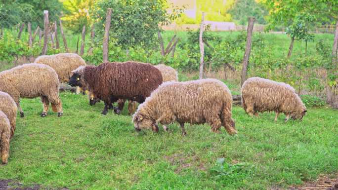 农场放牧的绵羊吃草