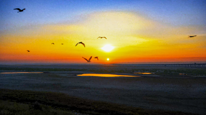 鄱阳湖湿地日出 白鹭