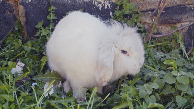 可爱的蓝眼睛白兔白色绒毛畜牧业养殖吃草