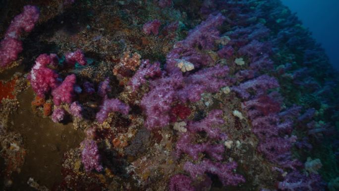 软珊瑚奇幻海底世界五光时色海底海底生物