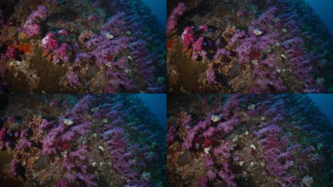 软珊瑚奇幻海底世界五光时色海底海底生物