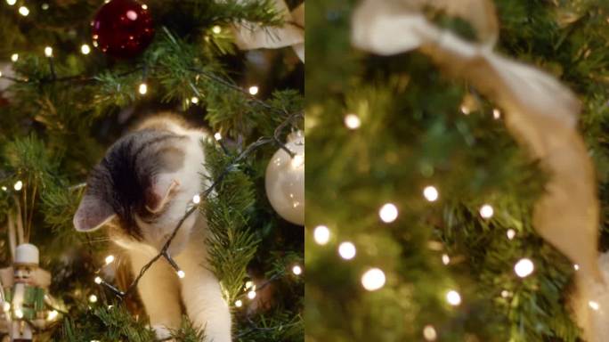 猫在玩装饰好的圣诞树时摔倒