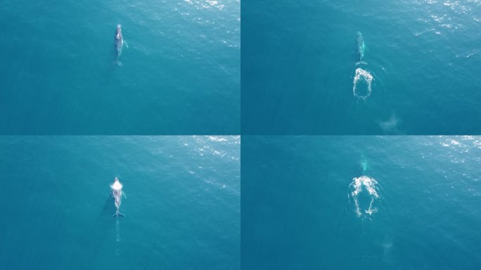 驼背鲸沿澳大利亚东部海岸线向北迁徙