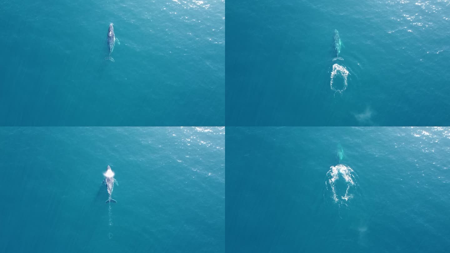 驼背鲸沿澳大利亚东部海岸线向北迁徙