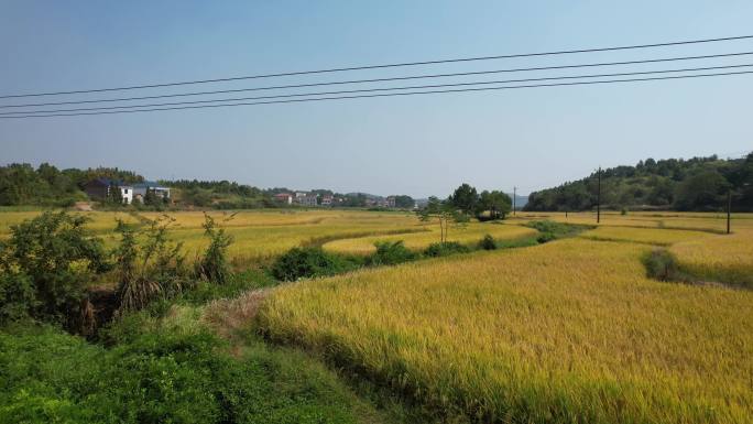 秋天的稻田