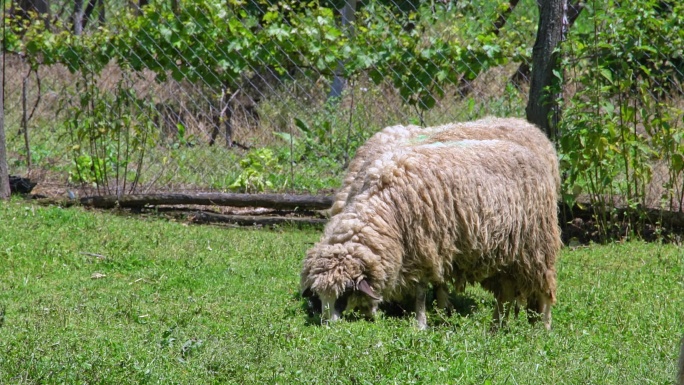 牧场上的羊吃草