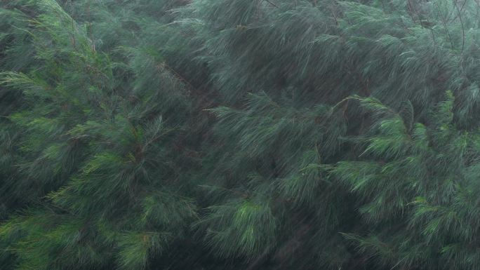 暴风雨