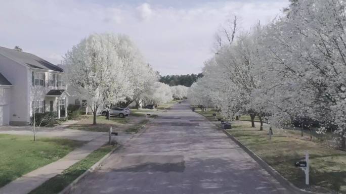 春天，布拉德福德的梨子排成街道