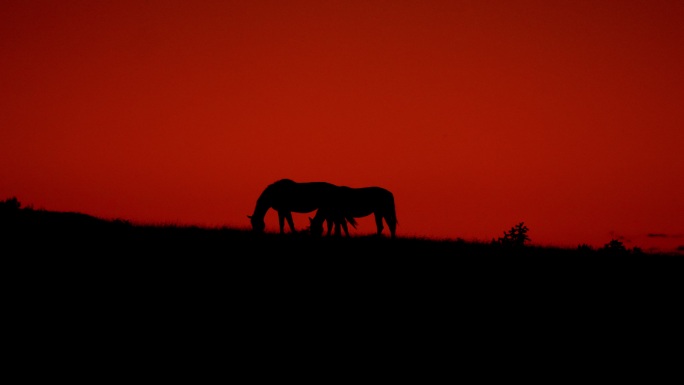 新墨西哥州野马马剪影山坡吃草红色天空背景