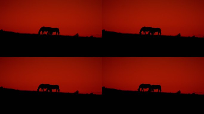 新墨西哥州野马马剪影山坡吃草红色天空背景