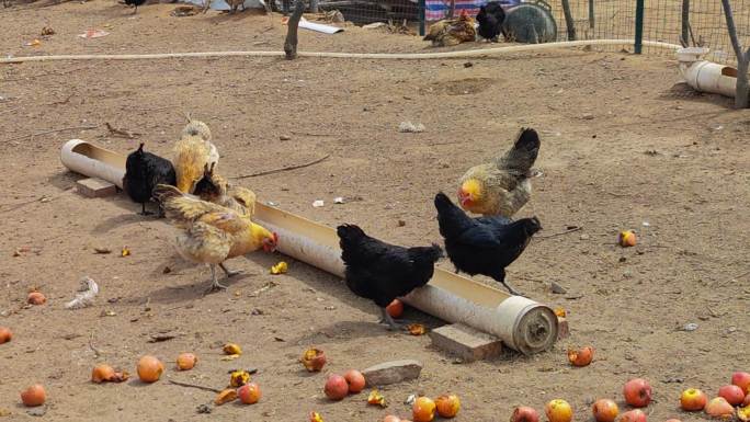 农家养的鸡正在觅食苹果