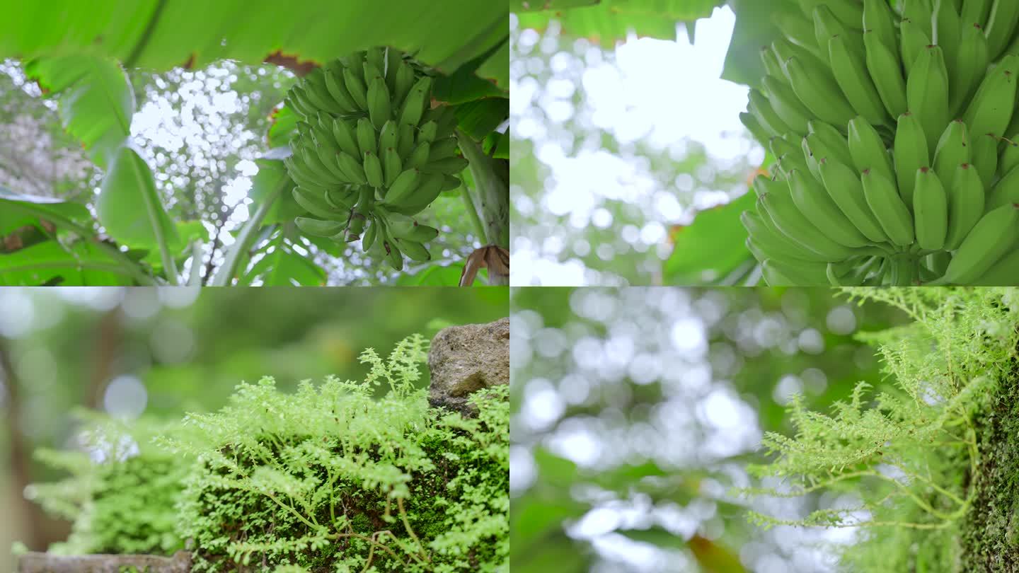 小清新唯美 芭蕉 绿草 空镜头