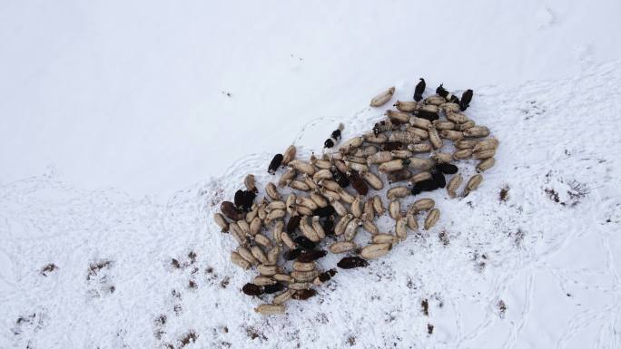 养羊业。鸟瞰在积雪覆盖的山间牧场上吃草的羊群。