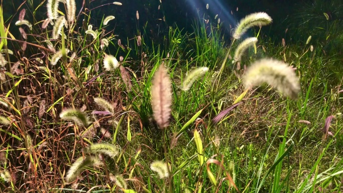 绿地 植物 野草 毛毛草