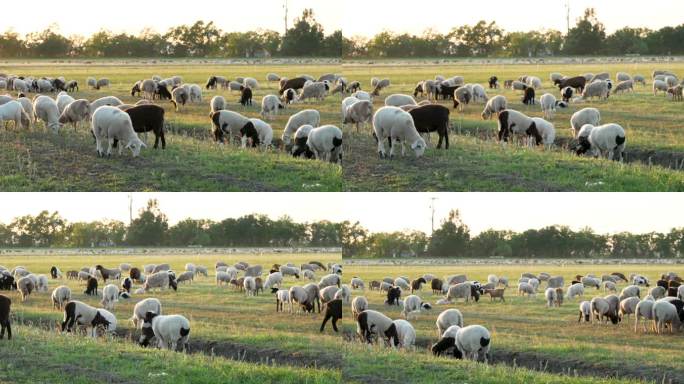 草地上吃草的绵羊和山羊