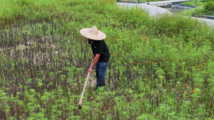 草帽老人锄地