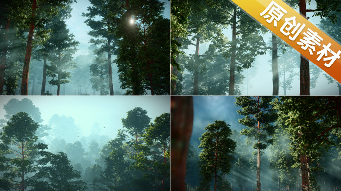 森林光影光线清晨生态树林晨雾