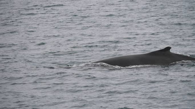 驼背鲸鲸鱼大自然生态美景栖息