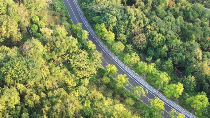 秋天森林里曲折的公路