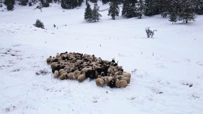 养羊业。鸟瞰在积雪覆盖的山间牧场上吃草的羊群。