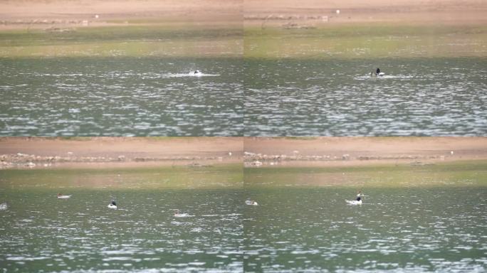 4K中华秋沙鸭 升格高速拍摄野生动物
