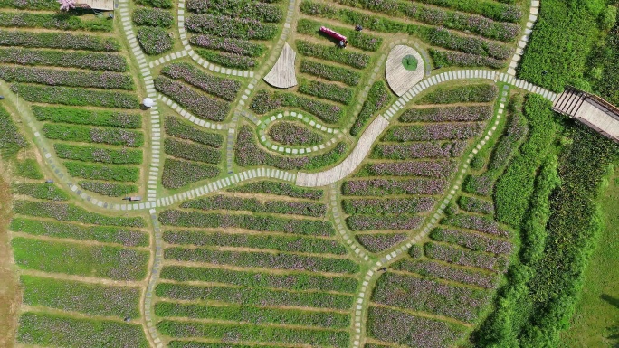 0021_D航拍观澜版画村花海花田