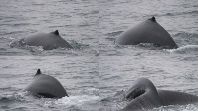 驼背鲸鲸鱼特写鲸落大型海洋生物